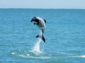 Hector's Dolphin