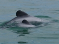 Hector's Dolphin