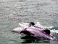 Hector's Dolphin