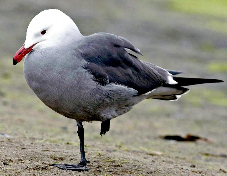 Heerman's Gull