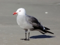 Heerman's Gull