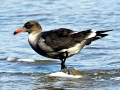 Heerman's Gull