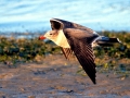 Heerman's Gull