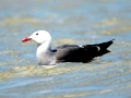 Heerman's Gull