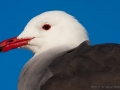 Heerman's Gull