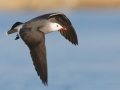 Heerman's Gull