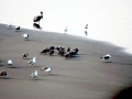 Heerman's Gull