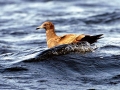Heerman's Gull