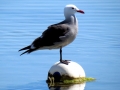 Heerman's Gull
