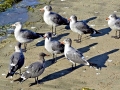 Heerman's Gull