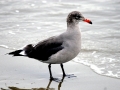 Heerman's Gull