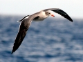 Heerman's Gull