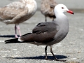 Heerman's Gull