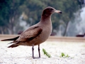 Heerman's Gull