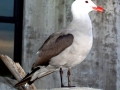 Heerman's Gull