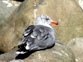 Heerman's Gull