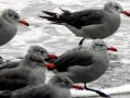 Heerman's Gull