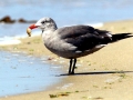 Heerman's Gull