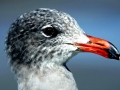 Heerman's Gull