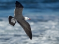 Heerman's Gull