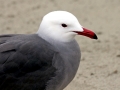 Heerman's Gull
