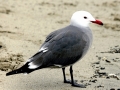 Heerman's Gull