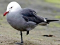 Heerman's Gull