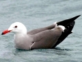 Heerman's Gull