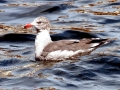 Heerman's Gull