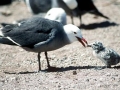 Heerman's Gull
