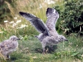 Heerman's Gull