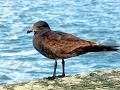 Heerman's Gull