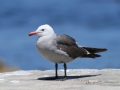 Heerman's Gull