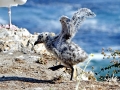 Heerman's Gull