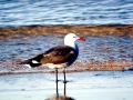 Heerman's Gull