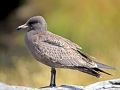 Heerman's Gull