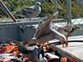 Heerman's Gull