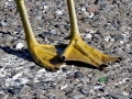 Heerman's Gull