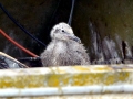 Heerman's Gull