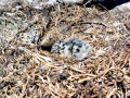 Heerman's Gull