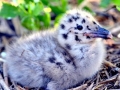 Heerman's Gull
