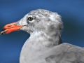 Heerman's Gull