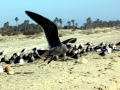 Heerman's Gull