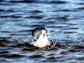 Heerman's Gull