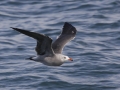 Heerman's Gull