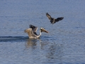 Heerman's Gull