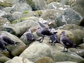 Heerman's Gull