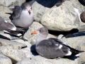 Heerman's Gull