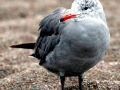 Heerman's Gull