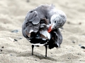 Heerman's Gull